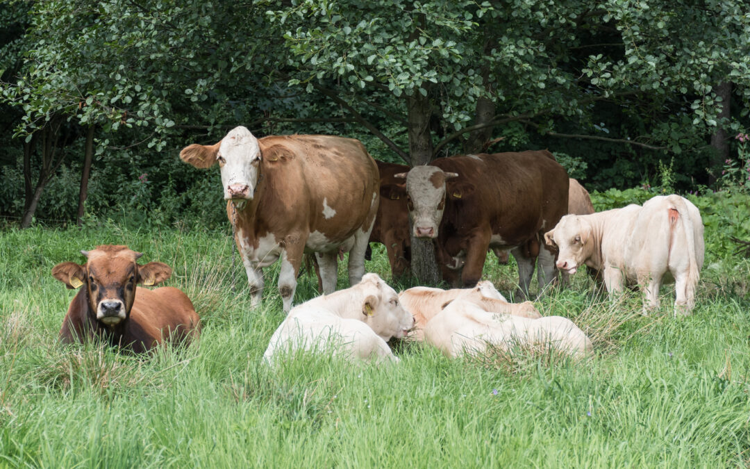 No foot and mouth disease detected in Poland but “threat greater than ever”, says agriculture minister