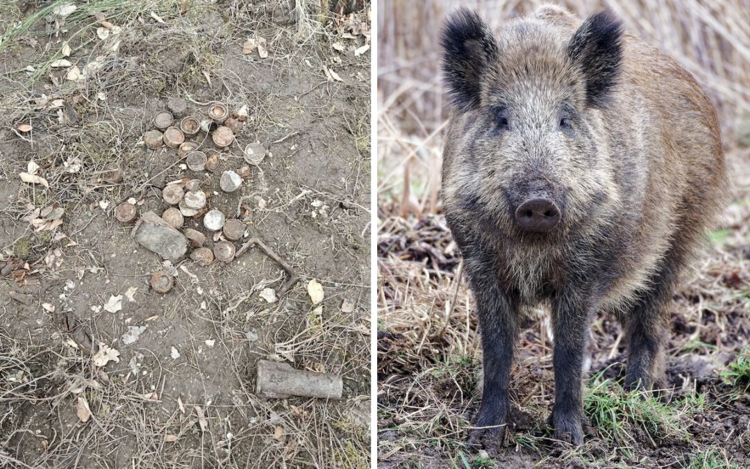 Wild boars dig up 21 unexploded WWII mortar shells in Poland