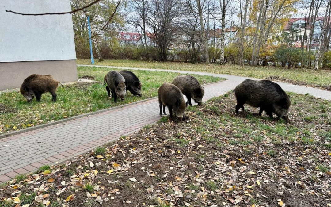 Polish city plants flowers to tackle wild boar problem