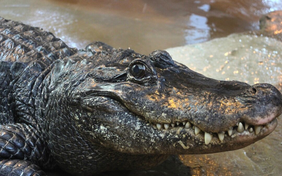 Europe’s oldest zoo animal, Marta the alligator, turns 95 in Poland
