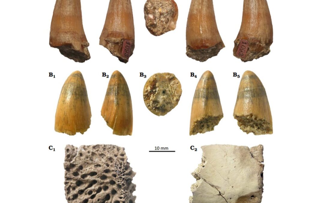 Scientists unearth 17-million-year-old crocodile ancestor remains in Polish mine