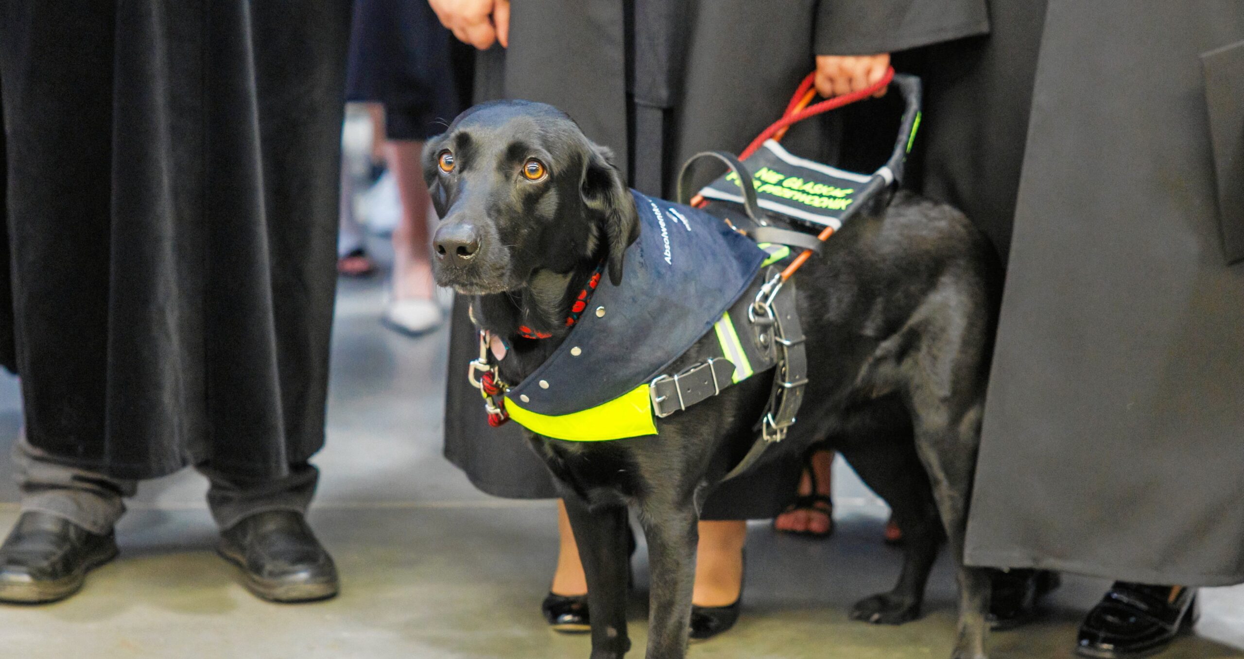 Guide dog receives honorary diploma at Polish university