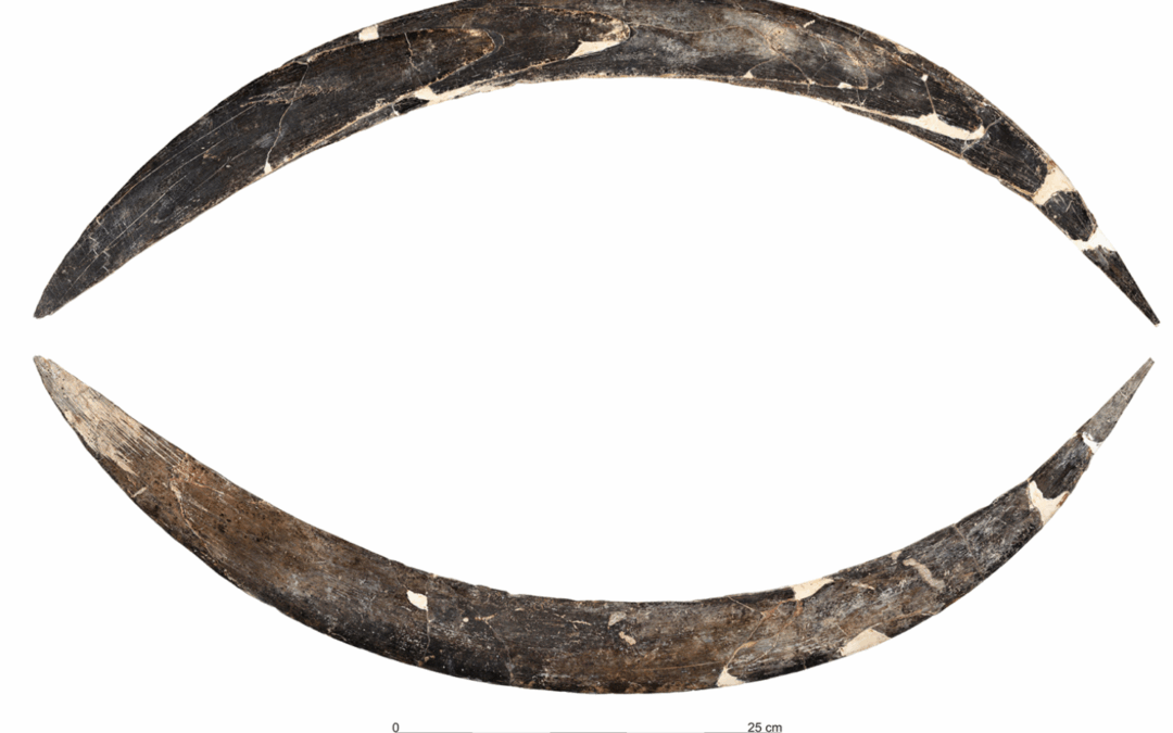 World’s oldest boomerang, found in Polish cave, even older than previously thought