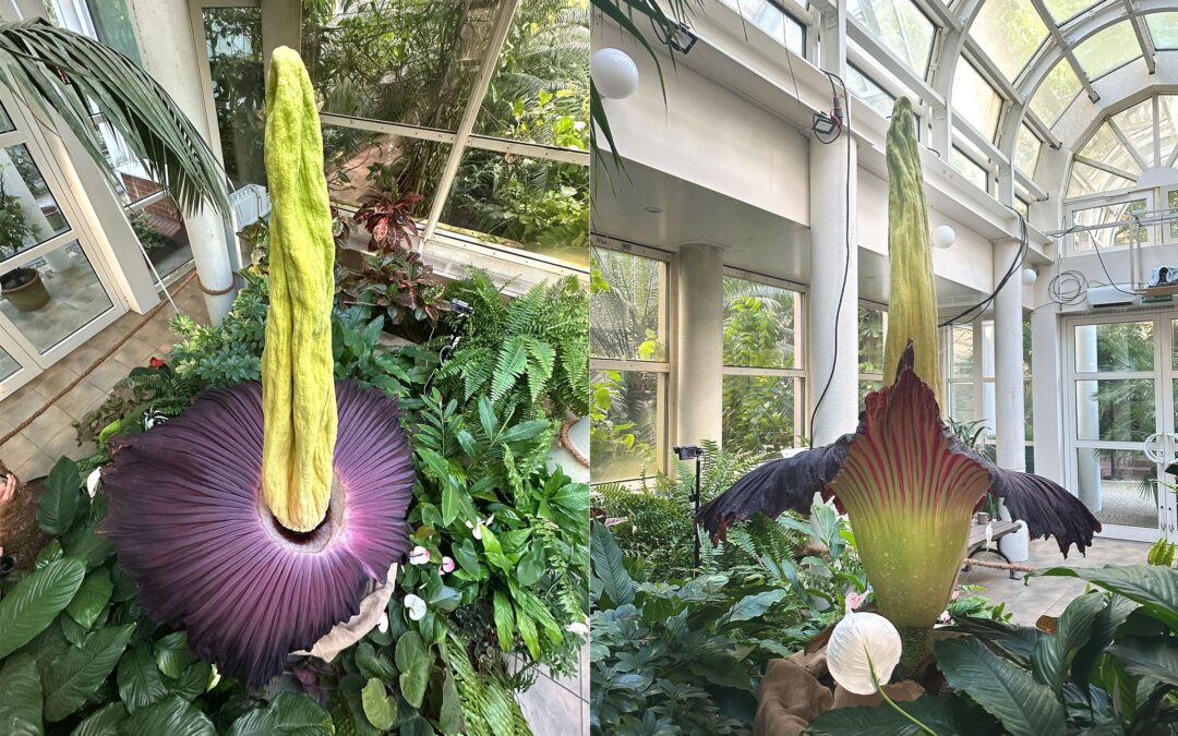 Visitors flock to Warsaw botanical gardens for rare blooming of world’s smelliest flower