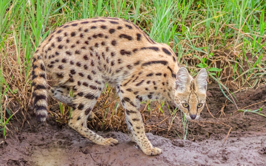 African wild cat on loose after escaping Polish village
