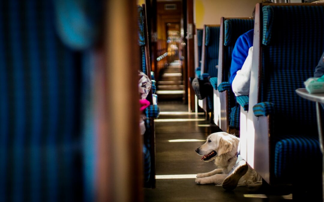 Record number of pets travel on Polish trains in first half of 2025