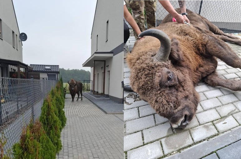 Escaped bison found eating garden plants in Polish village