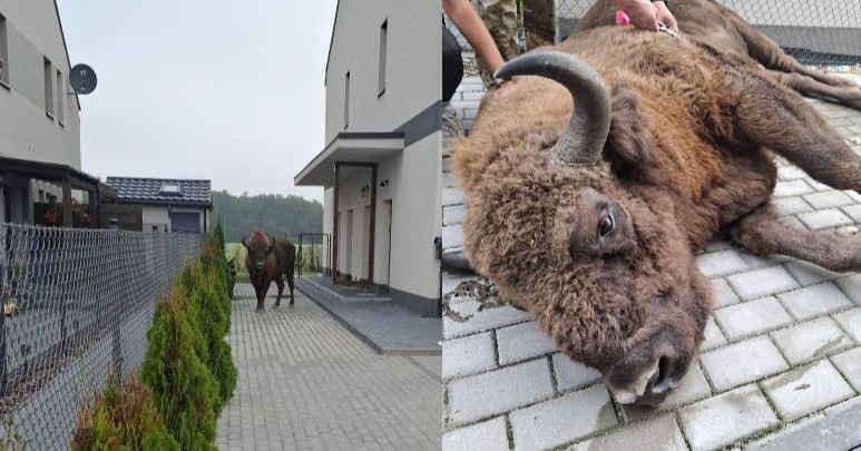 Escaped bison found eating garden plants in Polish village