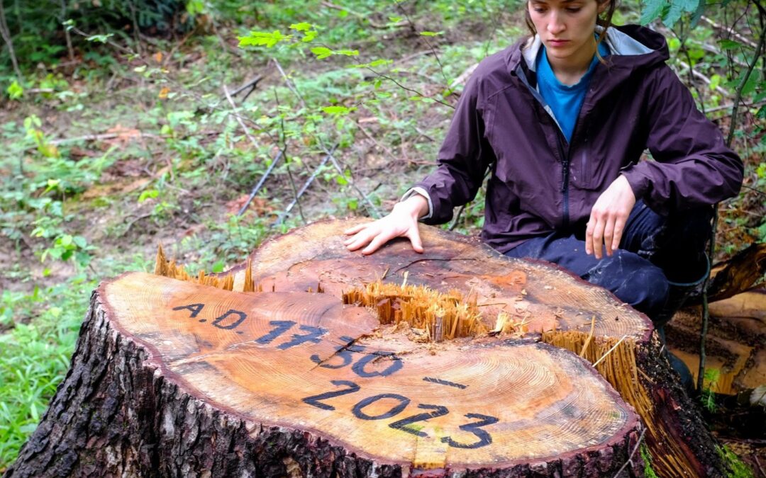 Poland’s state forestry agency cut down 337-year-old tree