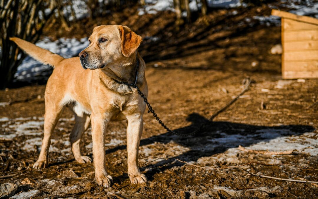 Polish parliament votes to ban keeping dogs on leash at home