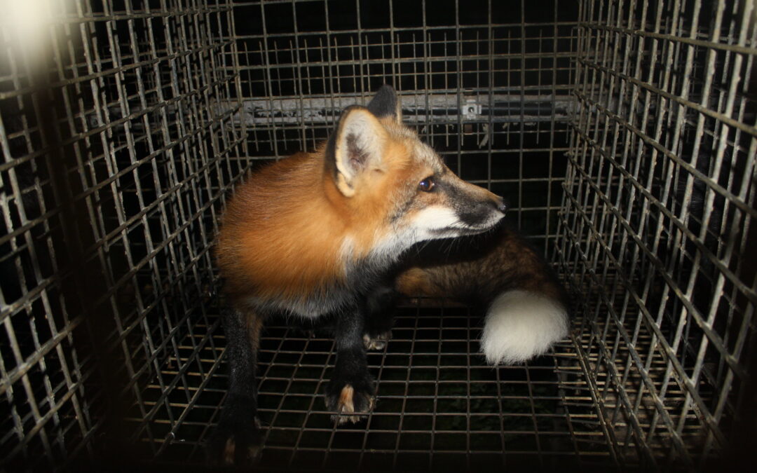 Parliament approve ban on fur farming in Poland