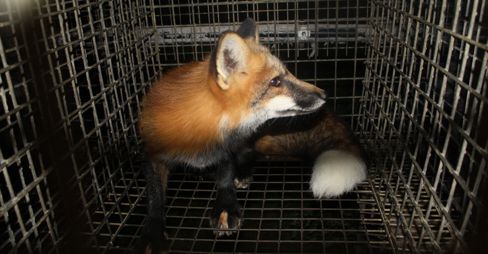 Parliament approve ban on fur farming in Poland