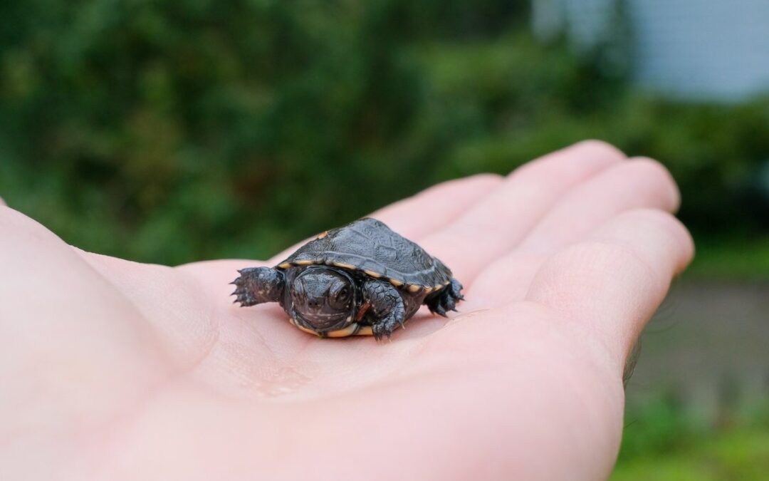 Researchers report progress in effort to boost Poland’s only native turtle species