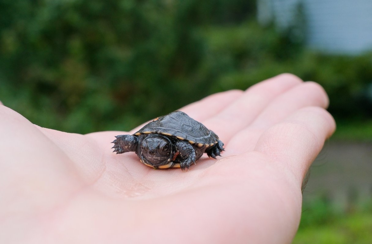 Researchers report progress in effort to boost Poland’s only native turtle species
