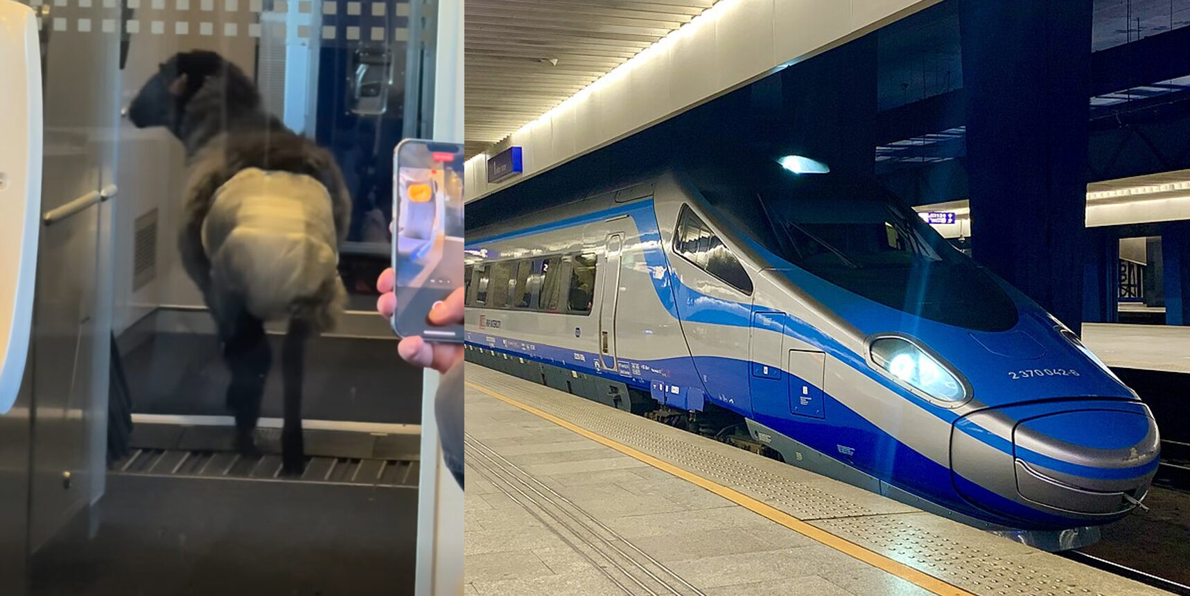 Sheep in nappy spotted on Polish high-speed train