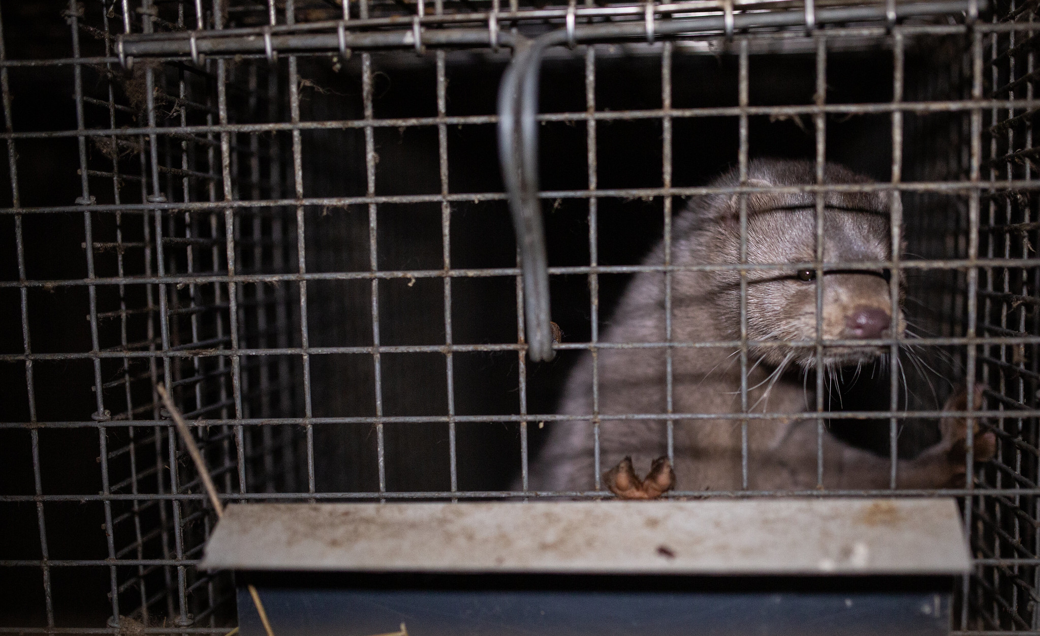 Polish president signs fur farm ban into law but vetoes prohibition on chaining up dogs