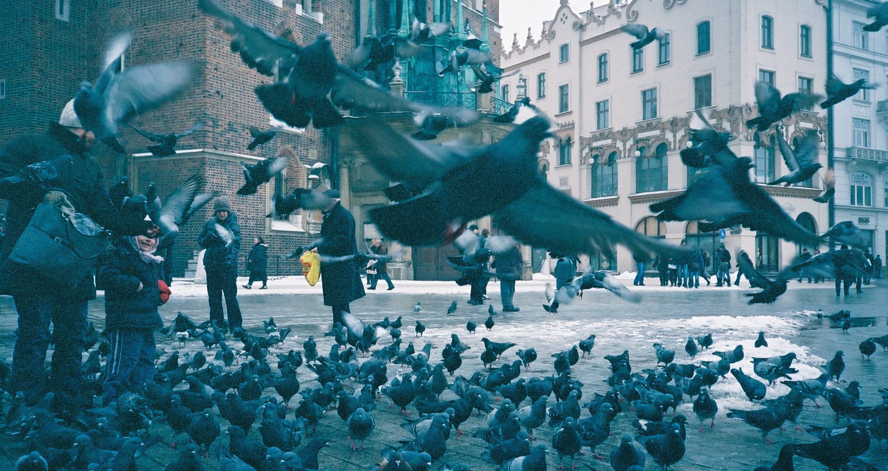 Polish city launches pigeon contraception programme to curb growing numbers