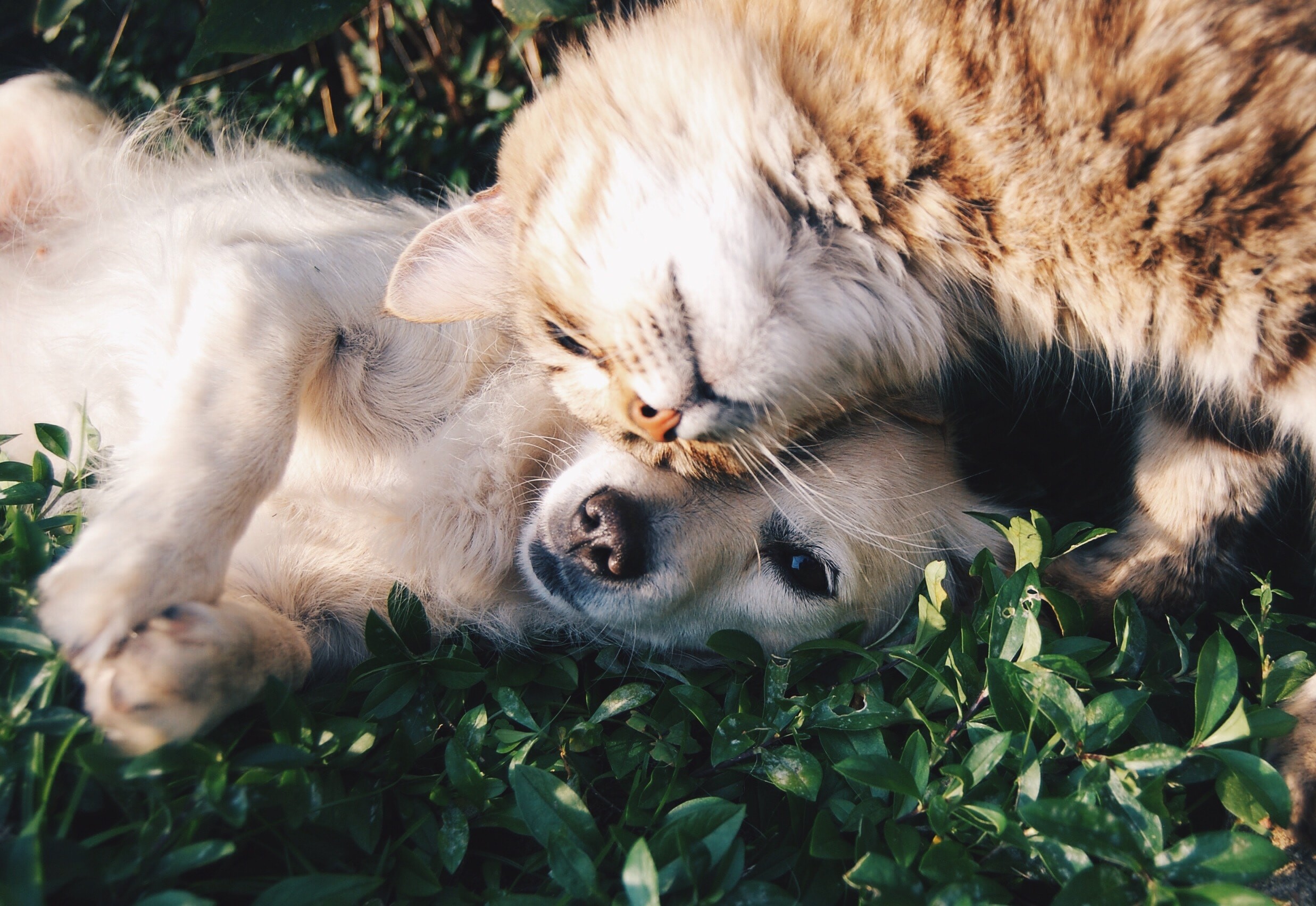 Poland seeks to introduce compulsory microchipping and registration for pet dogs and cats