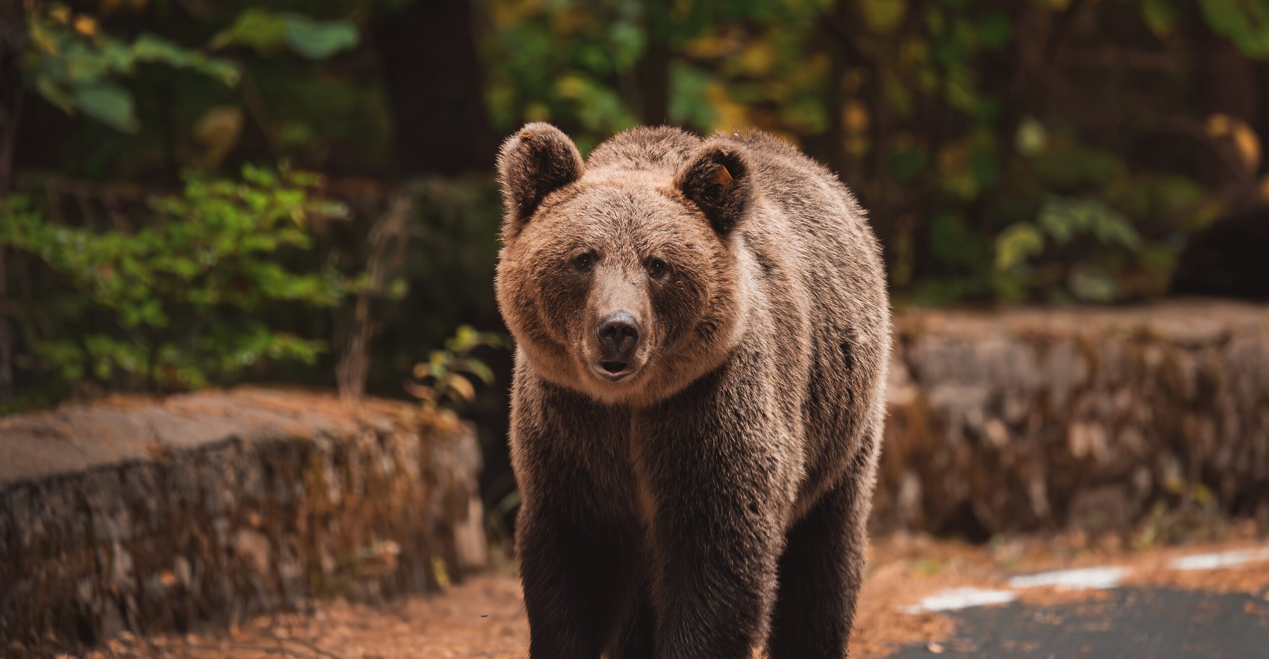 Woman dies in Poland after rare bear attack