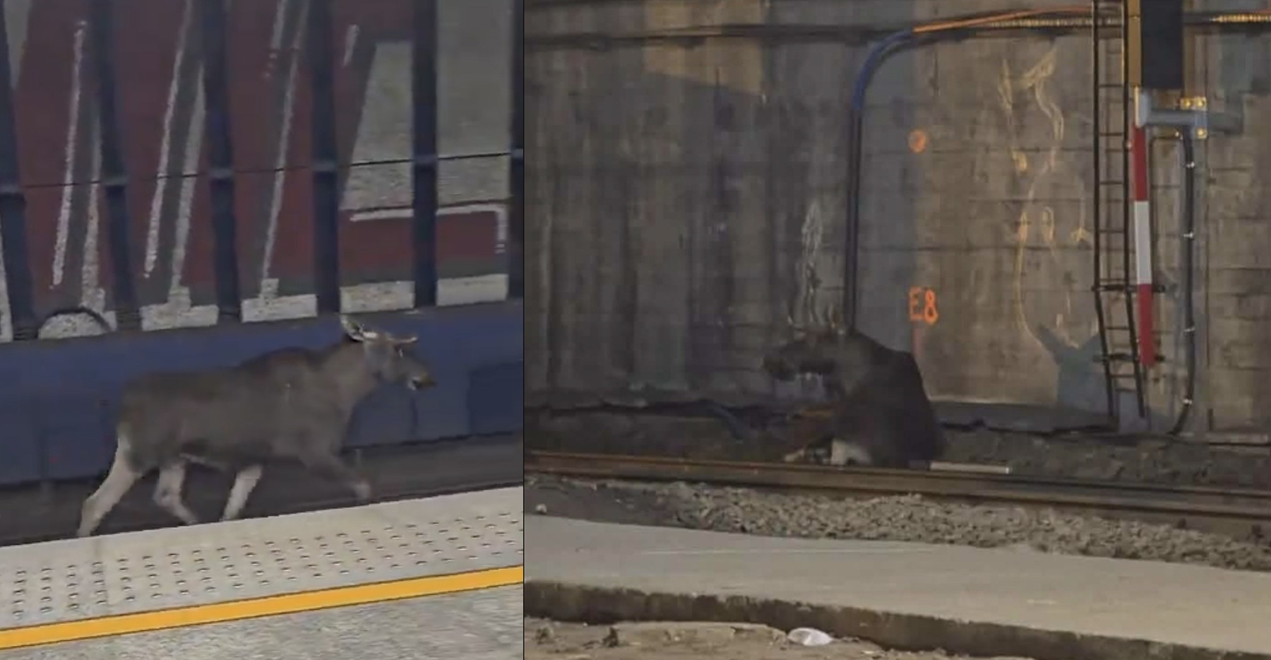 Moose on the loose at Warsaw's main station brings trains to a ...